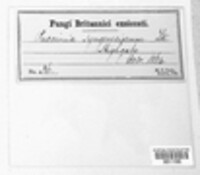 Puccinia syngenesiarum image